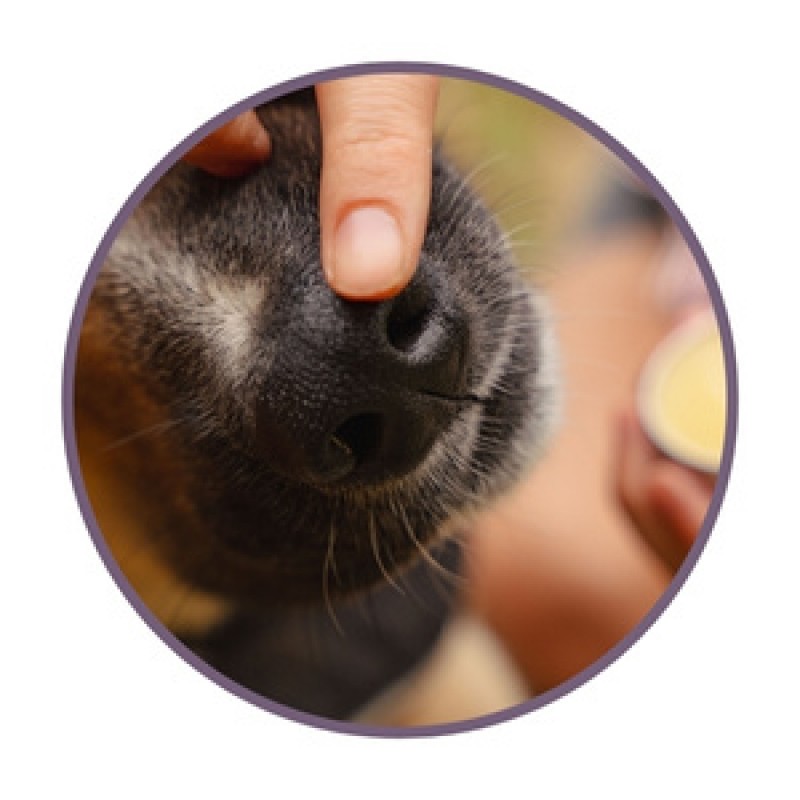 Мехлеми за домашни любимци