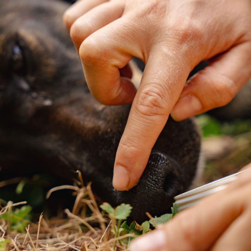 Мехлем за Домашни любимци при Кожни раздразнения - 40мл
