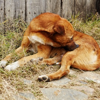 Раздразнения